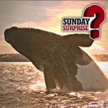 sunday_surprise_baleines_mexique_vignette