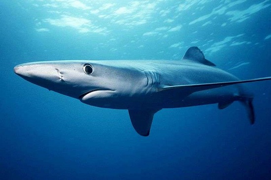 Requin bleu