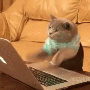 Cat Keyboard Gif