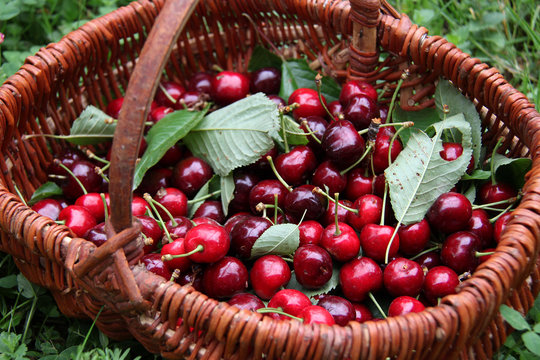 Cerises
