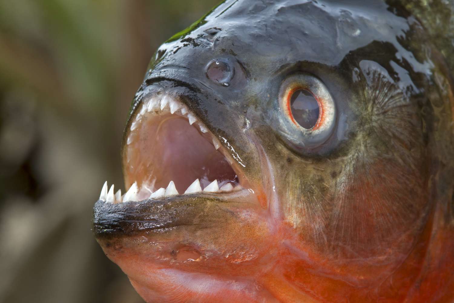 piranha 83