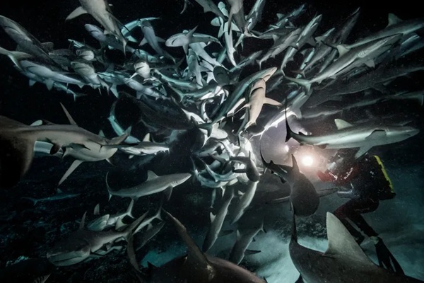 Plongeur requins